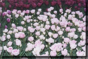 tulips
